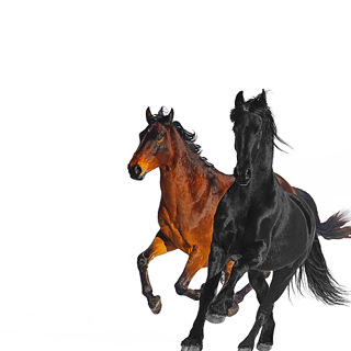 No.2 Old Town Road - Lil Nas X_w320.jpg
